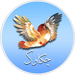 چکاوک